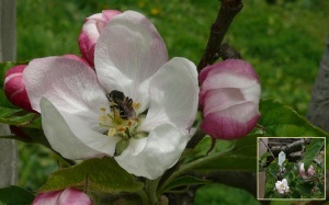 花と蜂のいい関係