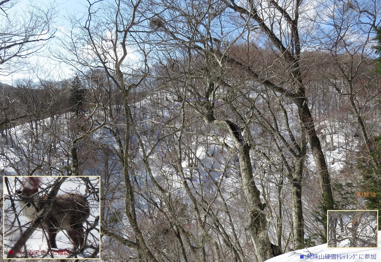 三脚なしのズームで大変